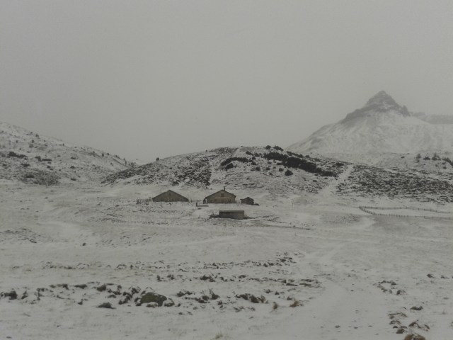 Lauferei Alp Astras - Tamangur