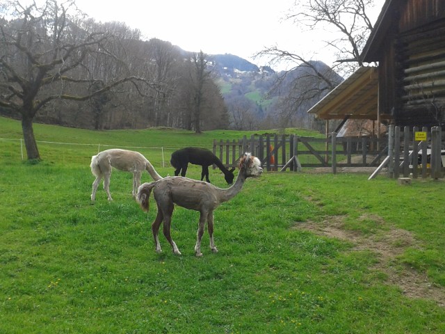 Lauferei - frisch geschoren