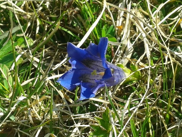 Lauferei - der 1. Enzian 2016