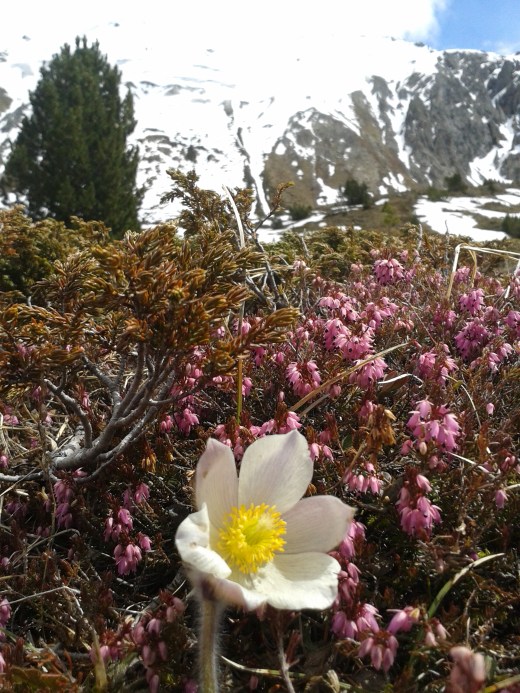 Lauferei - Berganemonen und Erika`s