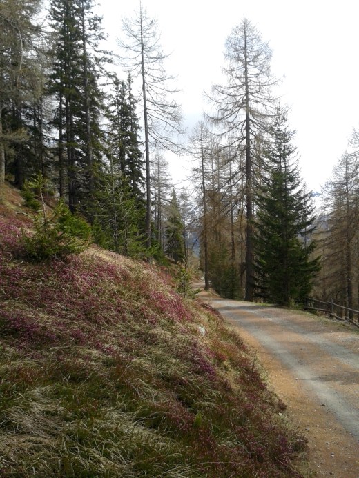 Lauferei - Wanderweg zwischen Lü und Alp Champatsch