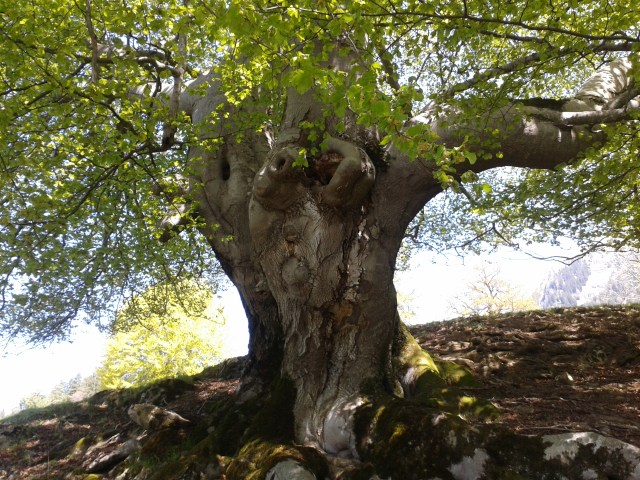 Lauferei - mein Buchen-Baumgeist oberhalb von Malans