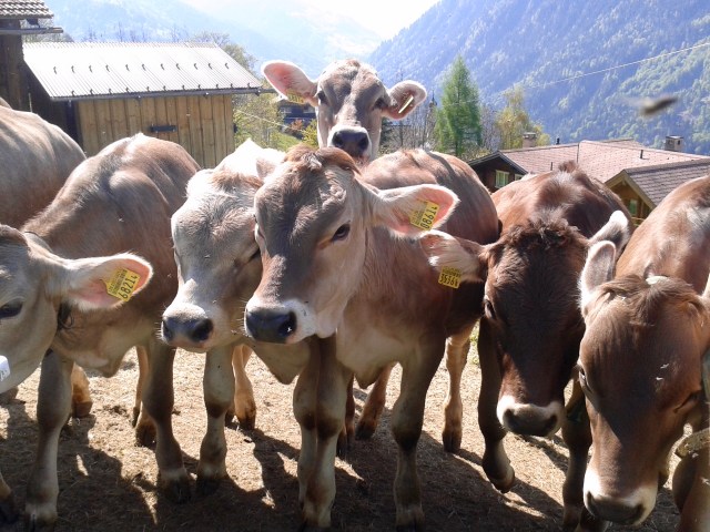 Lauferei - neugierig und zutraulich