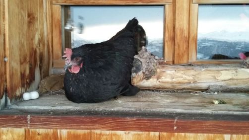Lauferei - Winterschlafplatz auf der Fensterbank