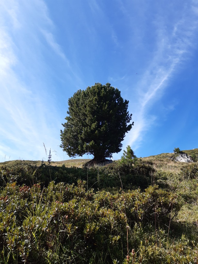 Dieses Bild hat ein leeres alt-Attribut; sein Dateiname ist 20200827_104913.jpg.